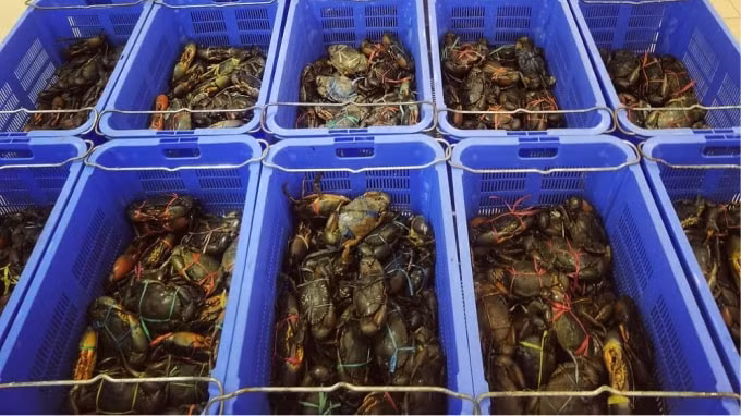 Quầy hải sản tươi sống tại nhà hàng House of Seafood. Ảnh: Channel News Asia.