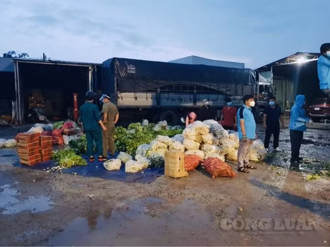 Ông Luận kết hợp những người bạn, đưa hơn 70 tấn rau từ Tây nguyên và cá từ Quảng Bình về TP. HCM để phát cho người nghèo