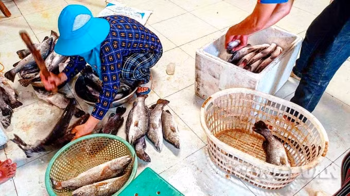 Người dân đã vớt cá cho ướp đá lạnh và nhập cho các đầu mối tiêu thụ để vớt vát vốn đầu tư