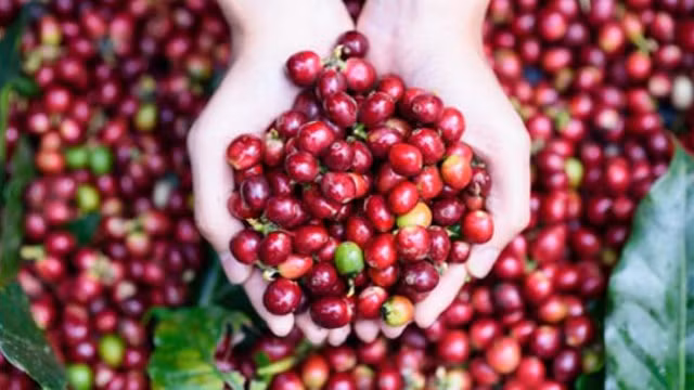 Giá cà phê hôm nay 2/10: Giảm nhẹ tại các vùng trọng điểm. Ảnh minh họa.