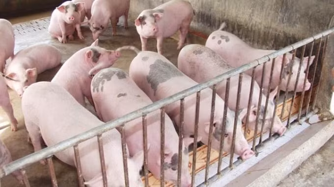 Giá heo hơi hôm nay 14/11 tăng giảm trái chiều tại các địa phương trên toàn quốc. Ảnh minh họa.