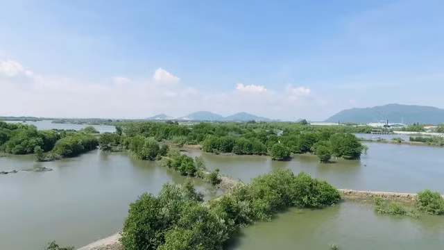 Mảng xanh đang dần hình thành từ những hàng đước non do Quỹ 