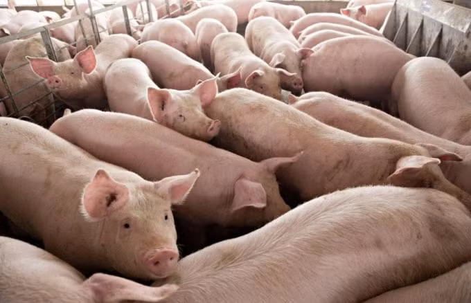 Giá heo hơi hôm nay 12/11: Tăng giảm trái chiều trong khoảng 64.000 - 77.000 đồng/kg. Ảnh minh họa.