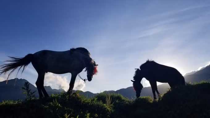 Những chú tuấn mã vùng cao trên đường đua đều là ngựa thồ của các gia đình dân tộc.