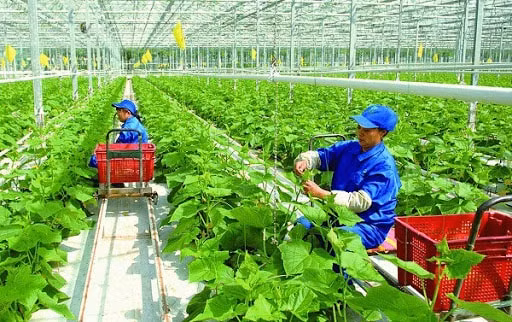 Giải bài toán để nông sản Việt 