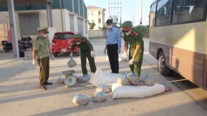Lực lượng chức năng kiểm tra số thịt lợn không rõ nguồn gốc xuất xứ