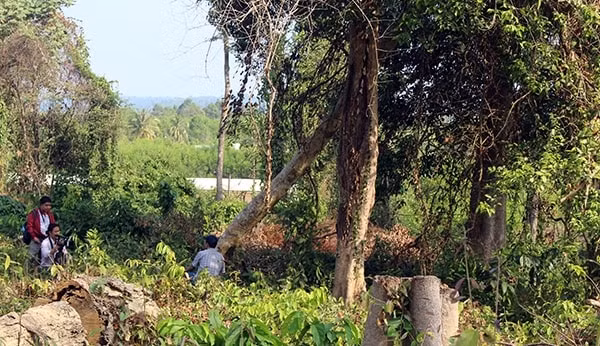 Một số cây rừng bị đốn hạ thuộc trách nhiệm của ông Trần Văn Mùi. Ảnh: baodongnai.com.vn