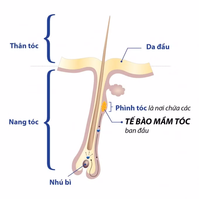 Cấu tạo của một sợi tóc