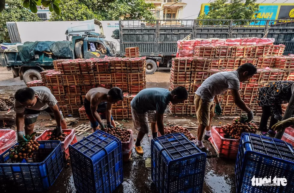 Những chùm vải với chất lượng tốt nhất sẽ được nhúng qua nước đá lạnh và cấp đông trong hộp xốp hoặc hộp gỗ đưa lên xe vận chuyển phân phối tới các tỉnh. Ảnh: NVCC.