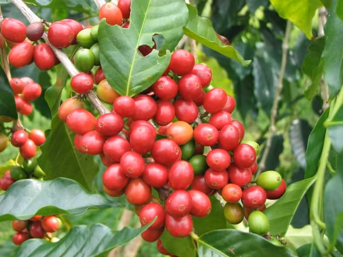 Giá cà phê đi ngang sau phiên tăng nhẹ. Ảnh minh họa.