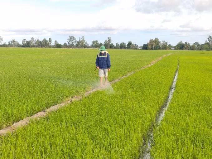 Bạc Liêu triển khai xây dựng mô hình thí điểm canh tác giống lúa ST24 và ST25 tại các vùng sản xuất lúa ổn định. (Ảnh: Minh Luân)