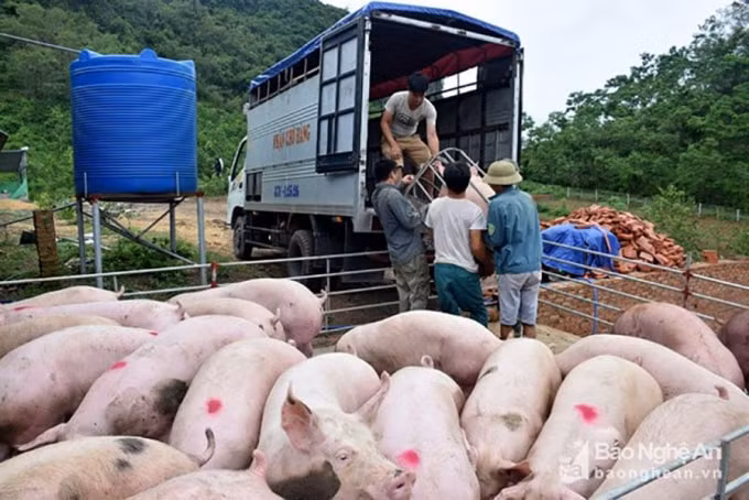 Giá heo hơi hôm nay vẫn giao dịch trên ngưỡng cao 90.000 đồng/kg. Ảnh minh họa