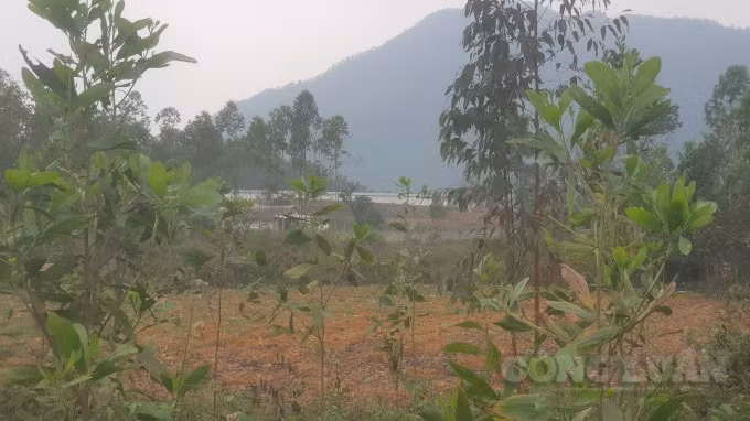 Trang trại gà rộng khoảng 8,5ha được xây dựng và hoạt động trái phép trên đất rừng sản xuất có dấu hiệu gây ô nhiễm môi trường.