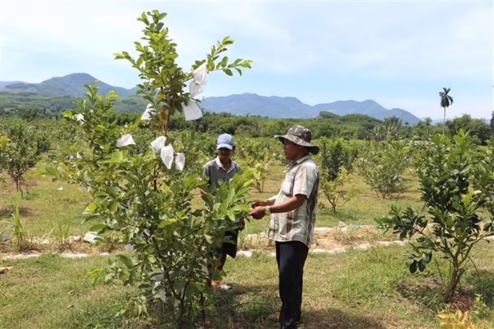 123404-vna_potal_quang_ng.jpg