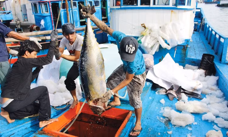 den thang 5 2023 cham dut tau ca khai thac hai san bat hop phap o vung bien nuoc ngoai hinh 1