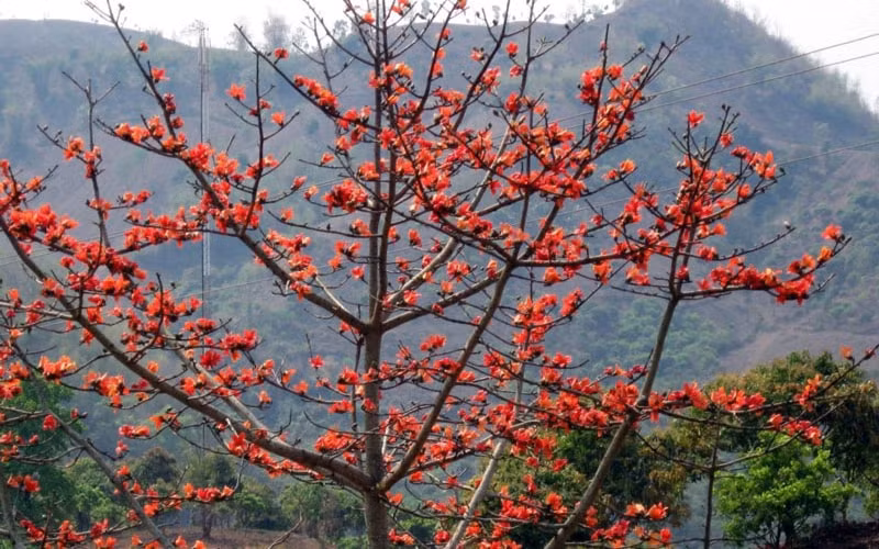 meo vac to chuc le hoi hoa moc mien vao dau thang 3 hinh 1