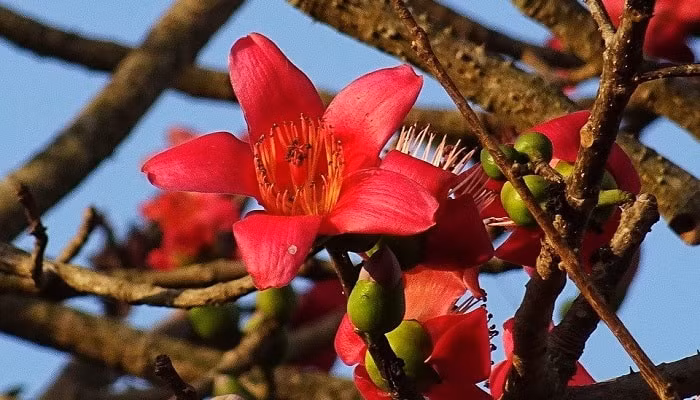 meo vac to chuc le hoi hoa moc mien vao dau thang 3 hinh 3
