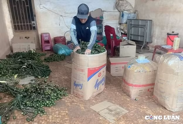 trung quoc mo cua thu mua khien cau tuoi nhich gia hinh 2
