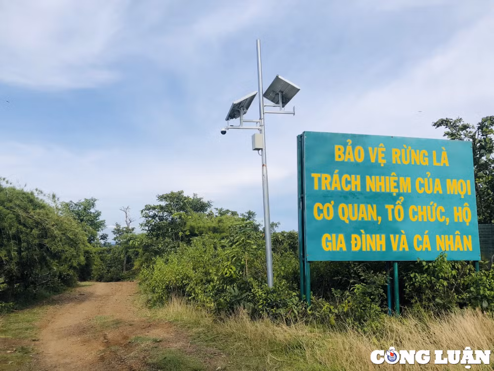 gia lai hang chuc cay rung bi cua ha xe hop gan tram bao ve rung hinh 1