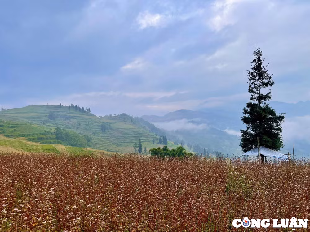 ngam nhin thao nguyen chau au o ha giang hinh 3