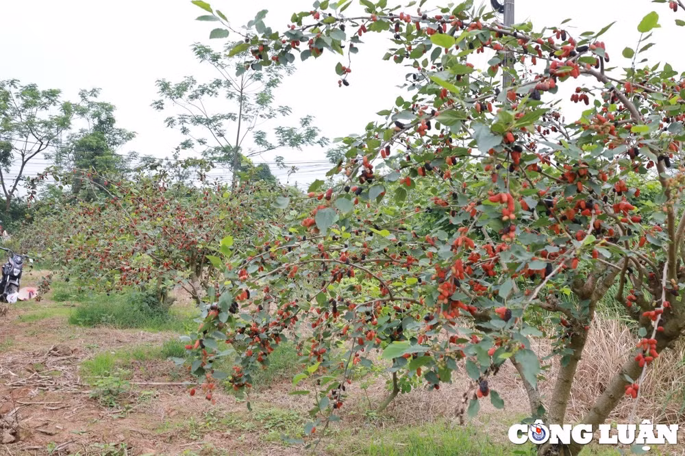 nguoi dan ngoai thanh ha noi tranh thu thu hoach dau tam cuoi vu hinh 1