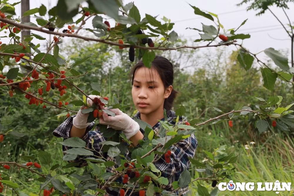 nguoi dan ngoai thanh ha noi tranh thu thu hoach dau tam cuoi vu hinh 3