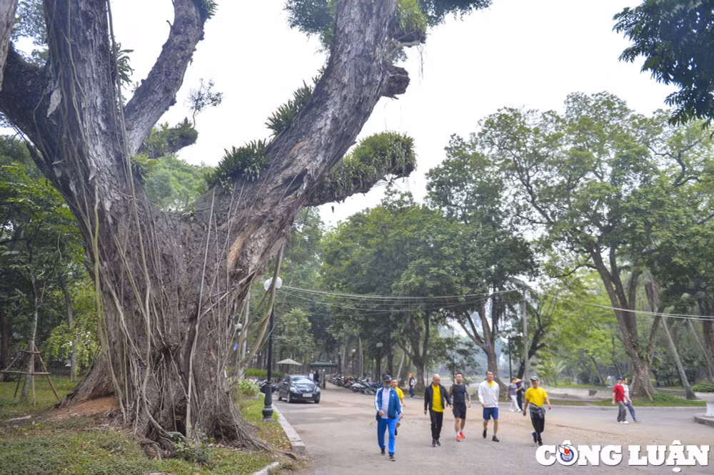 ha noi nhieu cay co thu hon 100 tuoi chet kho o cong vien bach thao hinh 1