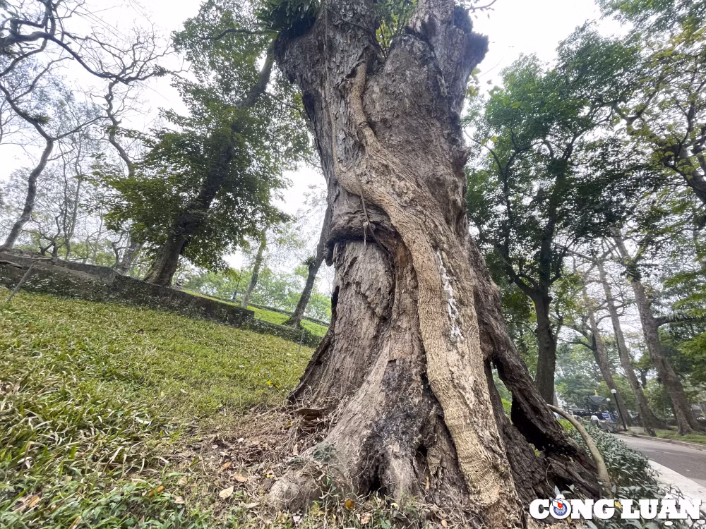 ha noi nhieu cay co thu hon 100 tuoi chet kho o cong vien bach thao hinh 2