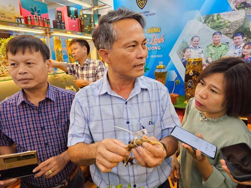 sam ngoc linh gia len loi ngay tai chinh thu phu kon tum nhan dien sao cho dung hinh 3