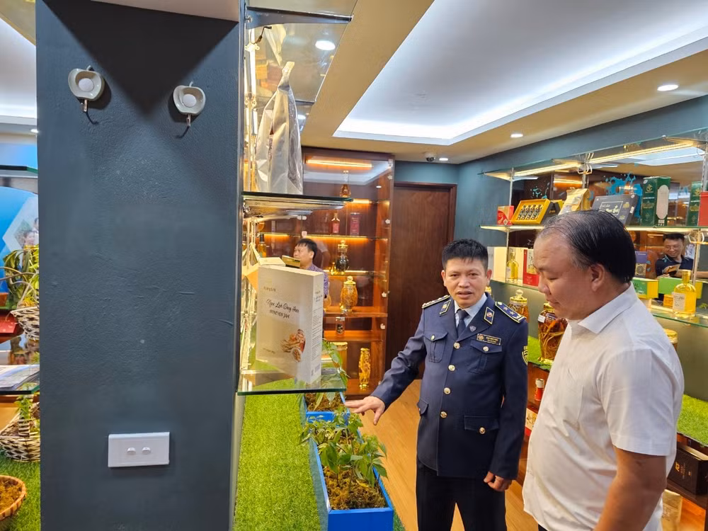 sam ngoc linh gia len loi ngay tai chinh thu phu kon tum nhan dien sao cho dung hinh 1