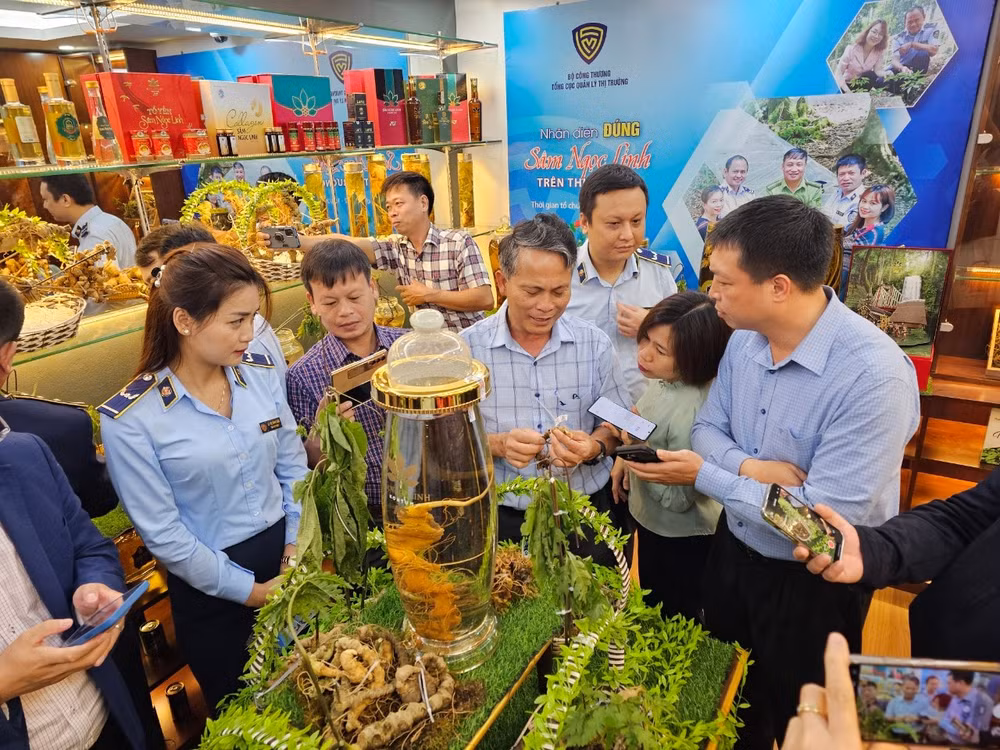 sam ngoc linh gia len loi ngay tai chinh thu phu kon tum nhan dien sao cho dung hinh 2