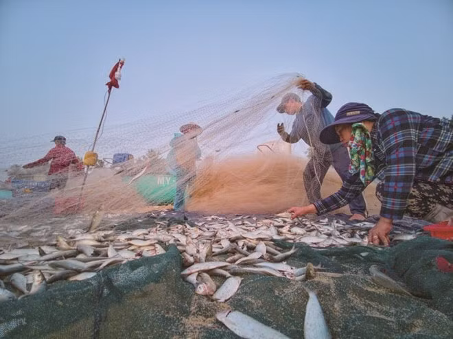 Gỡ cá buổi sớm ở một làng chài. Ảnh: Nguyễn Phước Hoài