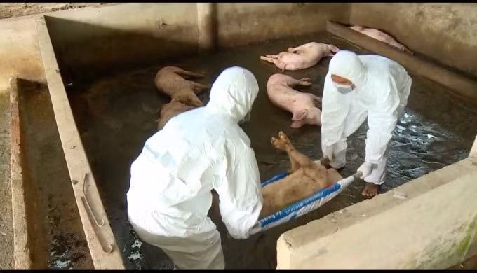 Ngành chức năng tiến hành tiêu hủy đàn lợn bị nhiễm dịch tả lợn Châu Phi tại huyện Châu Thành.