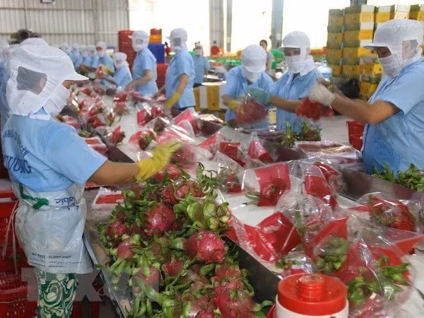 Hơn 10 năm qua, rau, quả là mặt hàng có mức tăng trưởng ấn tượng nhất của ngành nông nghiệp. (Ảnh TL)