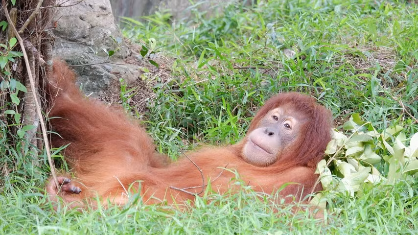 biet doi phan ung nhanh cua vinpearl safari phu quoc hinh 2