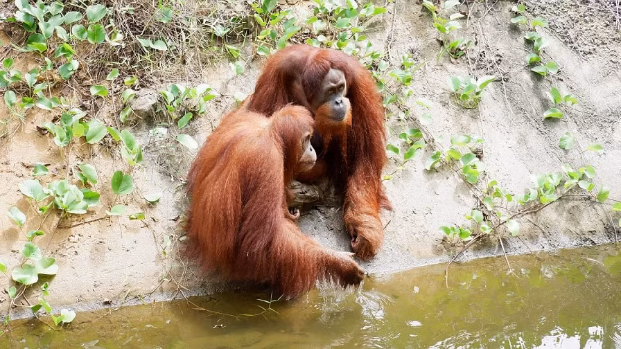biet doi phan ung nhanh cua vinpearl safari phu quoc hinh 1