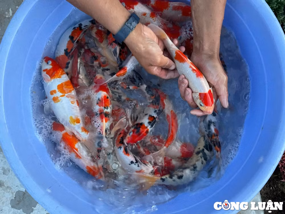 tu tho sua xe chang trai 9x doi doi nho nuoi ca koi thu nhap hang ti dong hinh 3