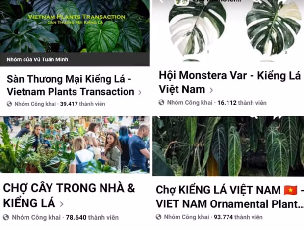 thu choi cay kieng la tien trieu cua nhieu tay choi cay canh hinh 2