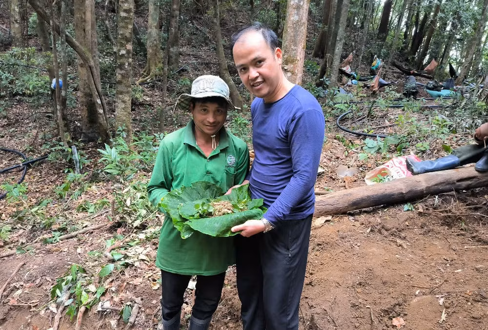 kon tum cap phat hon 3300 cay giong sam ngoc linh cho nguoi ngheo hinh 3