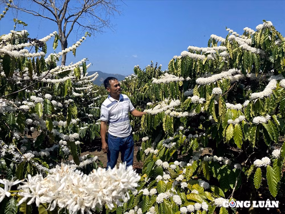 me man mua hoa ca phe o tay nguyen phu trang vung dat do bazan hinh 20