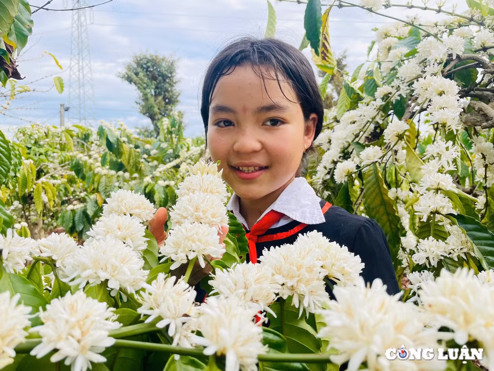 me man mua hoa ca phe o tay nguyen phu trang vung dat do bazan hinh 8