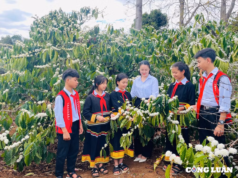 me man mua hoa ca phe o tay nguyen phu trang vung dat do bazan hinh 4