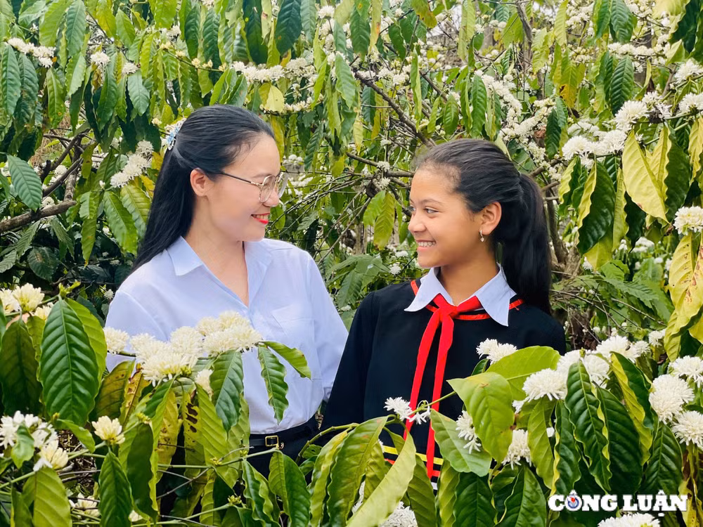 me man mua hoa ca phe o tay nguyen phu trang vung dat do bazan hinh 19
