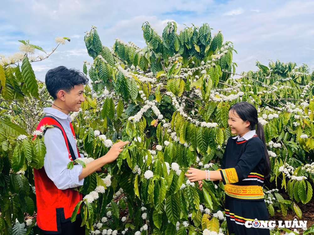 me man mua hoa ca phe o tay nguyen phu trang vung dat do bazan hinh 2