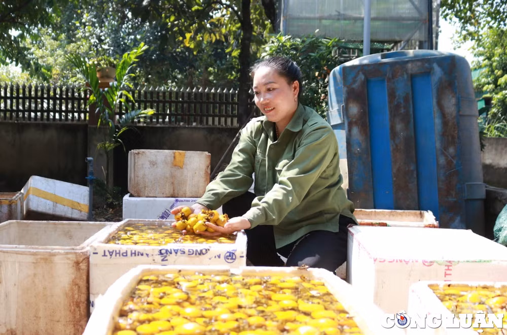 thu phu hong tram tuoi o xu nghe vao mua thu hoach hinh 2