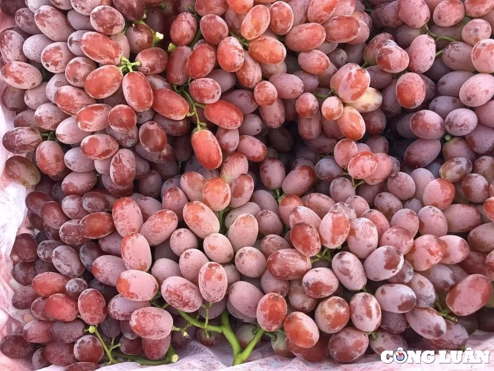 chi tu 25000 dong kg nho trung quoc dat hang tai cho viet hinh 1