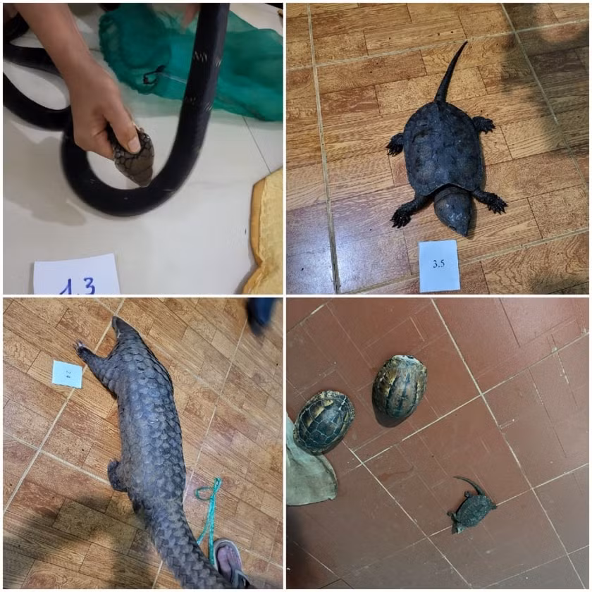 gia lai nguoi phu nu mua so luong lon dong vat quy hiem ve ban kiem loi hinh 1