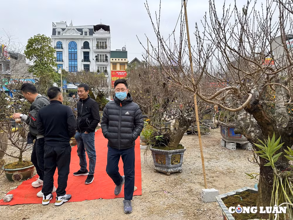 tp hai duong nguoi dan do xo di sam cay canh truoc them tet nguyen dan 2025 hinh 6