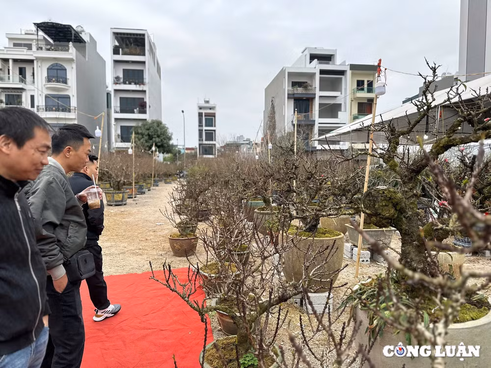 tp hai duong nguoi dan do xo di sam cay canh truoc them tet nguyen dan 2025 hinh 5