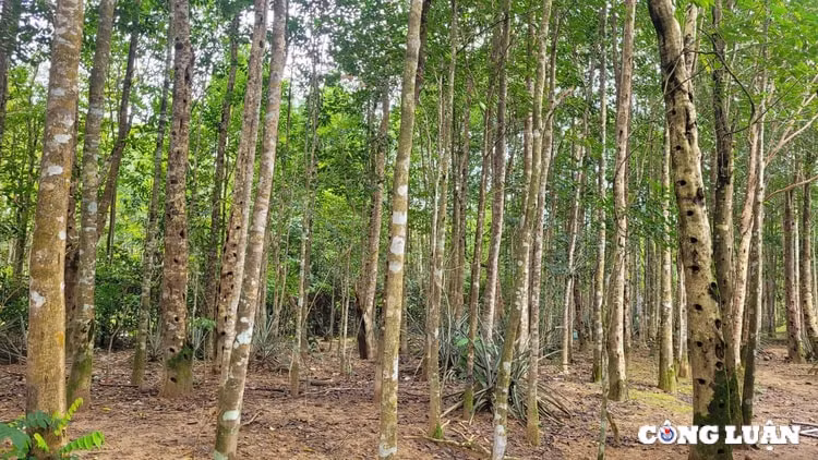 trung tam tram huong ha tinh nhon nhip vao vu tet hinh 1